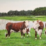 Hereford Cows 
