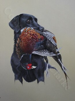 Labrador & Pheasant