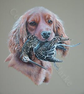 Cocker spaniel with Snipe