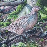 Hen pheasant Limited Edition Gicleé Print 