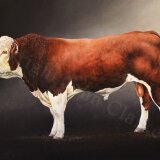 Hereford Bull 